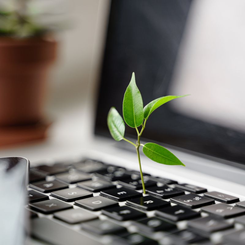 A leaf growing out from the laptop’s keyboard as a sign of sustainability and eco-friendly work nature.